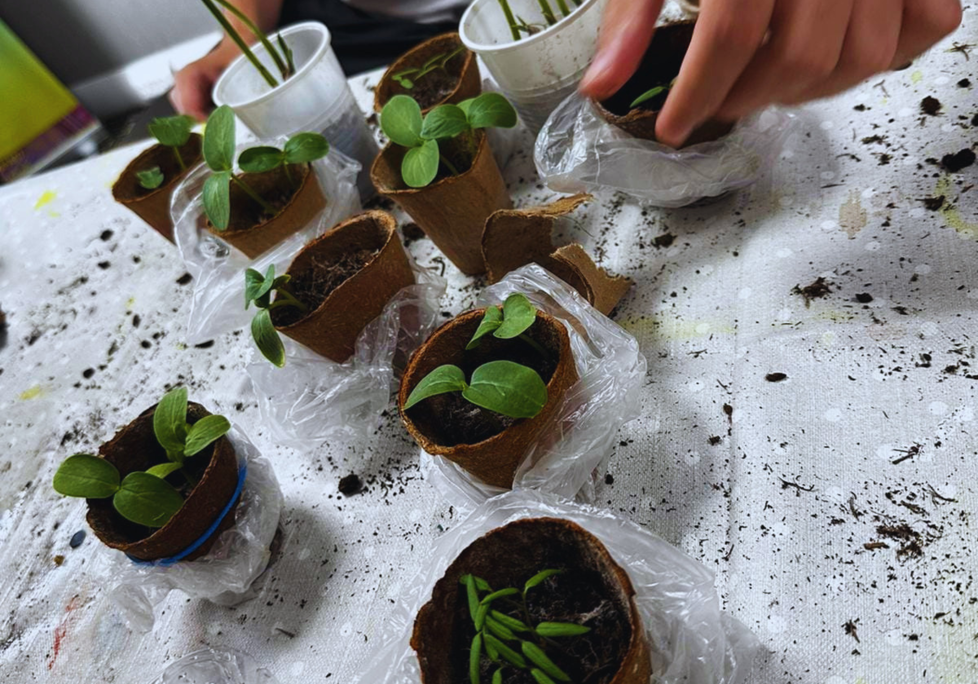 Plant to Plate